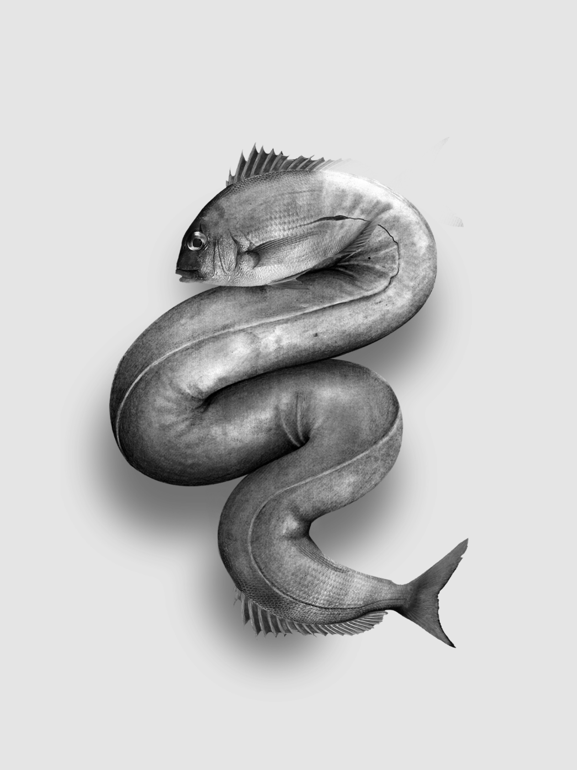 peixe-cobra3